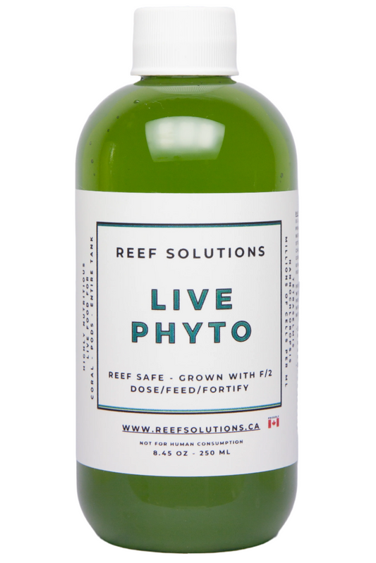 Live Phytoplankton - 250 ml