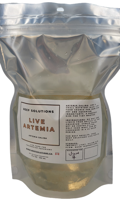 Live Artemia Baby Brine Shrimp - 500 ml