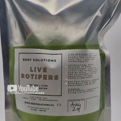 Live Rotifers - Zooplankton - 500 ml